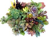 100 succulent cuttings succulent clippings mixed succulent cuttings succulent kit succulent plant cuttings