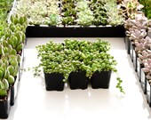 String-of-pearls 2 inch Potted Succulent plant