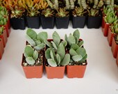 Crassula obvallata -2 inch potted succulent -live succulent plants