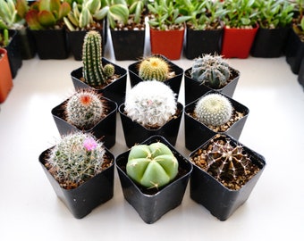 cactus plants etsy