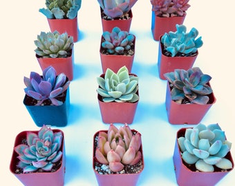Potted Succulents 2" inch POTTED succulents assorted Succulent plants Echeveria succulent collection wedding favors