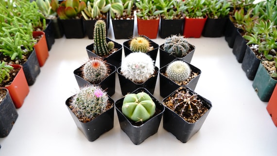 cactus plants selection of 6 9 different cactus varieties 2 etsy
