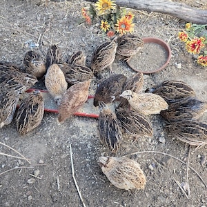 Può includere: Un gruppo di quaglie con piume maculate marroni e nere riunite attorno a un abbeveratoio rosso. È visibile una ciotola marrone con cibo, insieme a paglia sparsa e fiori colorati.