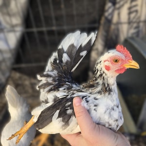 12 Serama Chicken Color mixed eggs Unwashed Mixed Flocks (one dozen)