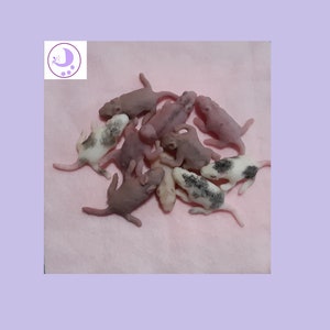 made to order- 2 Random Full Body Silicone Tiny Pet Baby Rat Pups life size