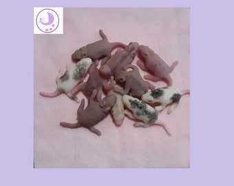 Ready To Ship- 2 Random Full Body Silicone Tiny Pet Baby Rat Pups life size