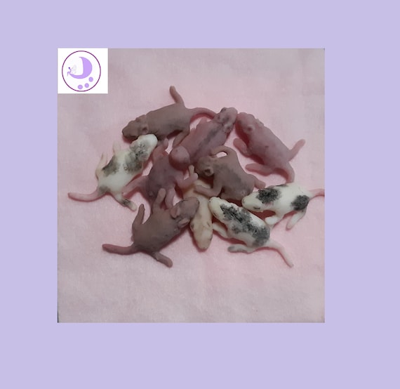 Newborn Baby Rats