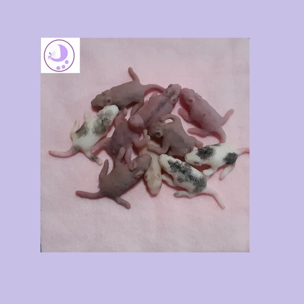 Ready To Ship- 2 Random Full Body Silicone Tiny Pet Baby Rat Pups life size