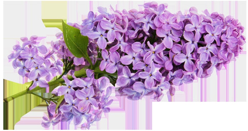 TRUE LILAC Perfume Oil A Real, AUTHENTIC Lilac Fragrance For Your Skin or Hair See Why Everyone Loves a Lilac image 2