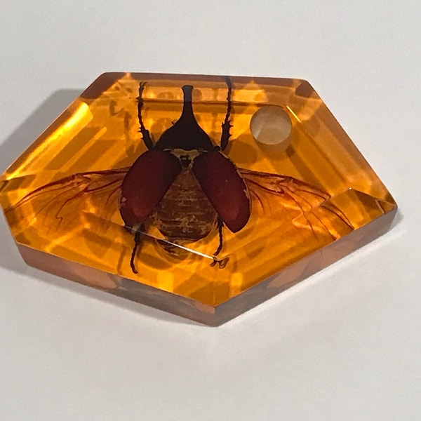 Real Insect Beetle in Amber Lucite Desk Pen Holder.VINTAGE UNIQUE RARE