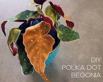 Polka Dot Begonia paper plant - printable templates + Cricut templates + assembly instructions