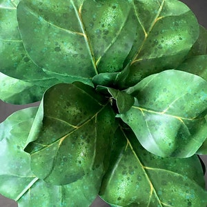paper Fiddle leaf fig tree leaves