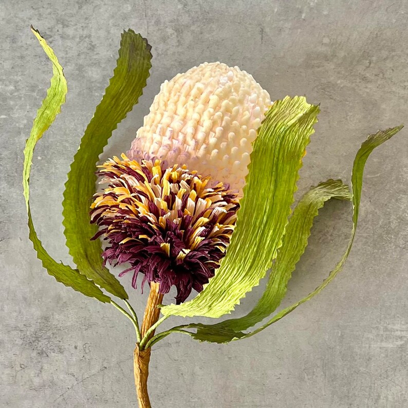 May include: A close-up of a Banksia flower. The flower head is a creamy white colour with a textured surface, transitioning to a deep burgundy and yellow centre. The flower is surrounded by long, textured green leaves, all set against a grey background.