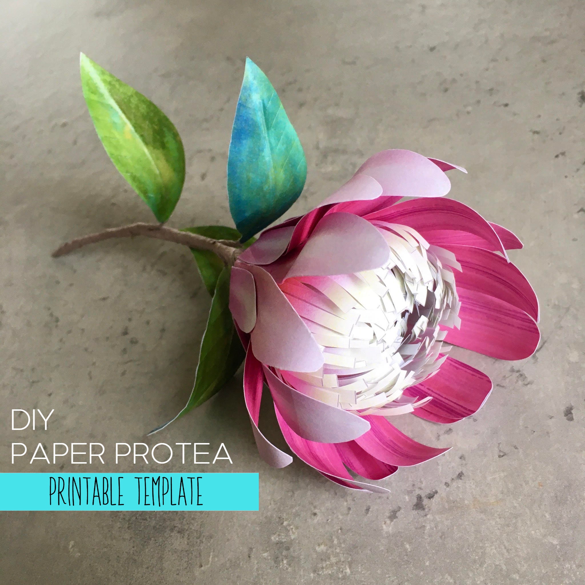 DIY Paper Pink Protea Flower Printable Templates Etsy
