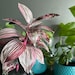 Paper Houseplant Printable Templates and Instructions, Cute Gift for ...