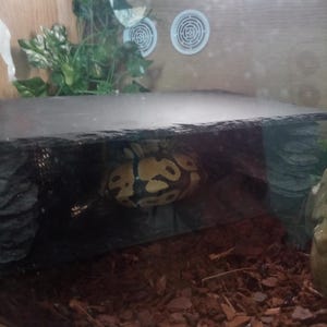 Reptile basking cave hide natural slate snake gecko bearded dragon Royal python