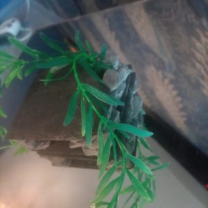 Peut inclure: Un élément décoratif pour terrarium avec une formation rocheuse gris foncé et des feuilles en plastique vert attachées. Les feuilles tombent en cascade sur le côté du rocher, créant un aspect naturel. La roche est stratifiée et texturée.