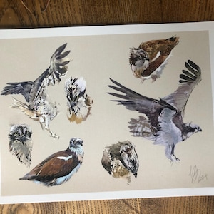 A5 Fischadler-Kunstpostkarte