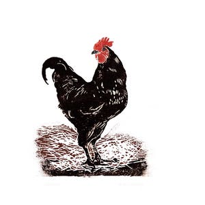 A6 card - &#39;Chicken&#39; (Jersey Giant)
