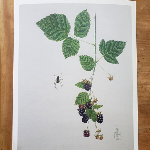 Blackberry Spider | Fine Art Print, Giclée, Botanical, Colored Pencil, Vintage