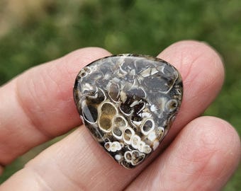 Turritella Agate Cabochon