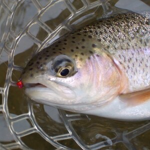 Puede incluir: Una trucha arco&iacute;ris atrapada en una red de pesca. El pez est&aacute; en la red con la boca abierta y un se&ntilde;uelo de pesca rojo en la boca.