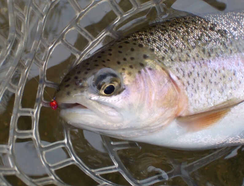 Puede incluir: Una trucha arco&iacute;ris atrapada en una red de pesca. El pez est&aacute; en la red con la boca abierta y un se&ntilde;uelo de pesca rojo en la boca.