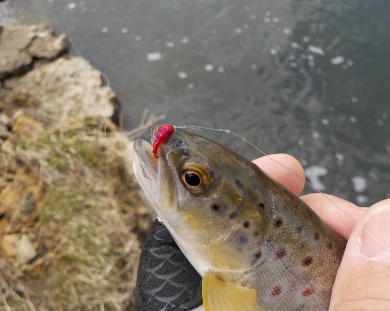 Puede incluir: Una trucha marr&oacute;n con un se&ntilde;uelo de pesca rojo en la boca. La trucha est&aacute; siendo sostenida por una mano.