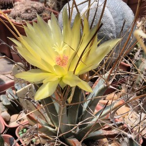 Leuchtenbergia Principis Cactus Seeds image 1