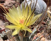Leuchtenbergia Principis Cactus Seeds