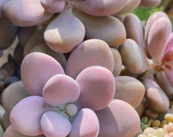 Pink Moonstone Succulent | Graptopetalum Amethystinum | Lavender Pebble