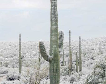 Saguaro Cactus | Carnegiea Gigantea Cacti Seeds | Large Cactus