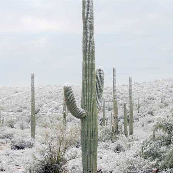 Semi di cactus Saguaro / Carnegiea Gigantea Cactus / Cactus grande