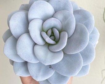 Echeveria Laui | Snow Lotus Succulent Seeds