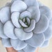 see more listings in the Graines succulentes section