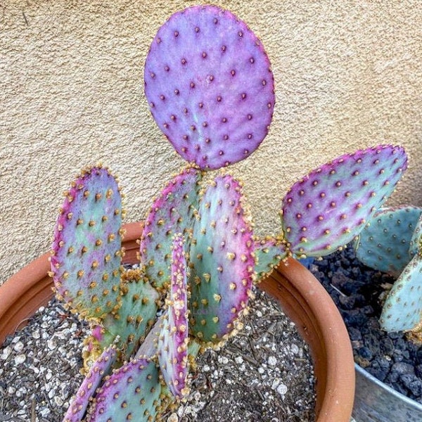 Opuntia Violacea v. Santa Rita | Lila Feigenkaktus Samen