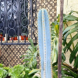 Pilosocereus Azureus Cactus Seeds Blue Torch Cactus image 1