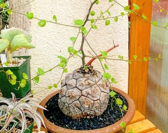 Elephant Foot | Dioscorea Elephantipes |  Caudex Plant Seeds