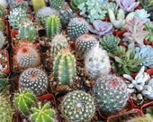 Cactus Succulent Seed Variety Mix
