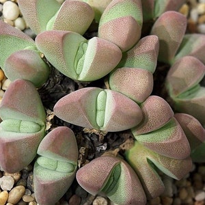 Ihlenfeldtia Vanzylii Succulent Seeds image 2