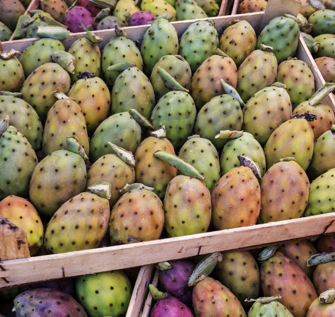 Opuntia Ficusindica Prickly Pear Cactus Seeds Edible Etsy Canada