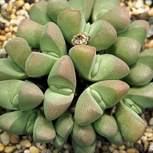 Graines succulentes Ihlenfeldtia Vanzylii image 3