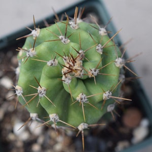 Screwdriver Cactus | Cereus Forbesii cv. Spiralis Cactus Seeds