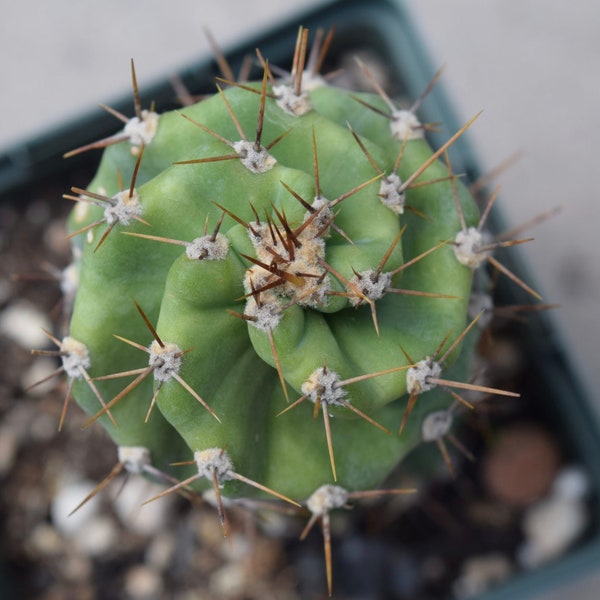 Schraubenzieher Kaktus | Cereus Forbesii cv. Spiralis Kaktus Samen