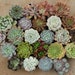 see more listings in the Succulent Seeds  section