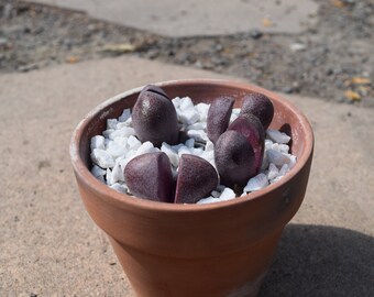 Pleiospilos Nelii cv. Quinte royale | Plante succulente vivante