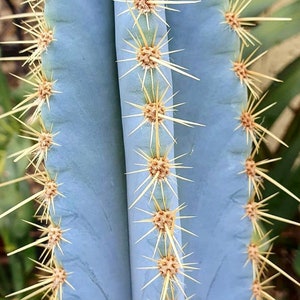 Pilosocereus Azureus Cactus Seeds Blue Torch Cactus image 3