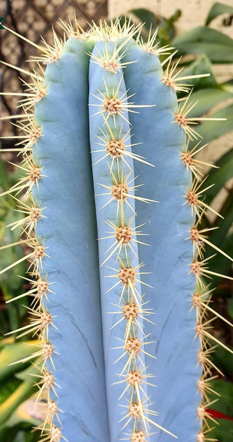 Pilosocereus Azureus Cactus Seeds Blue Torch Cactus - Etsy New Zealand