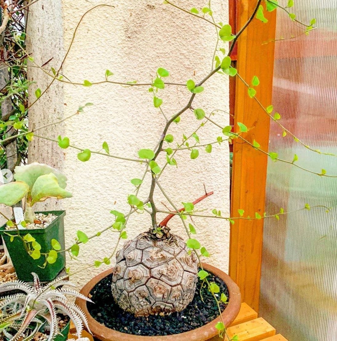 Elephant Dioscorea Elephantipes Caudex Plant Seeds - Etsy