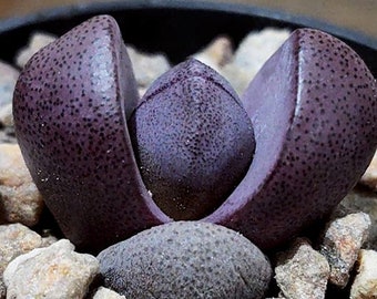 Pleiospilos Nelii cv. Royal Flush  | Royal Flush Succulent Seeds